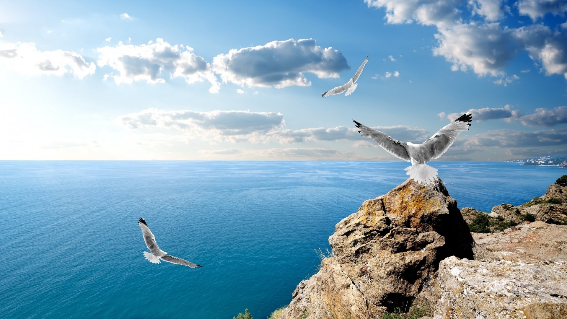 seagulls-greek-sea